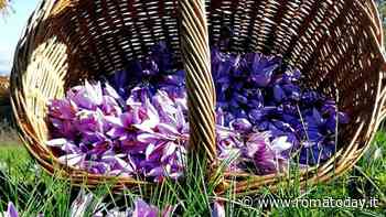 Floracult, mostra mercato di florovivaismo amatoriale