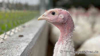 Mehr Platz im Stall: Streit über Tierwohl von Puten
