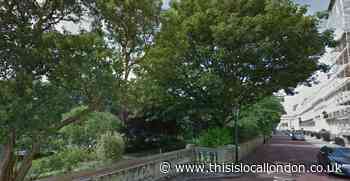 Residents criticise plans to remove trees near Regent's Park