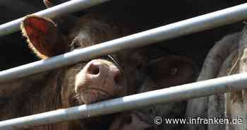 Tiertransporte in der EU: Mehr Tierschutz gefordert