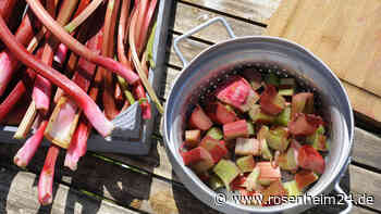 Darf man Rhabarber roh essen?