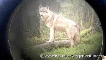 Gifhorner fordern Änderung des Problemwolf-Erlasses