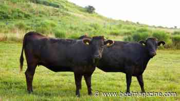 Why livestock sales contracts should be in writing