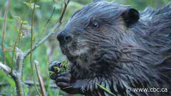 Citizen scientists recruited as dam detectives to pinpoint beaver homes from satellite images