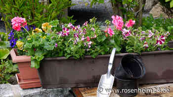 Drei Fehler, die Sie beim Bepflanzen von Balkonkästen vermeiden sollten