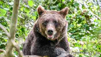 Hinweis auf Braunbär im Landkreis Miesbach und Rosenheim bestätigt