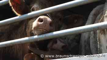 Tiertransporte in der EU: Mehr Tierschutz gefordert