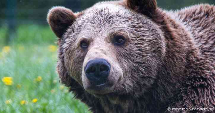Spuren eines Braunbären in Oberbayern gesichtet