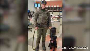 Nottawasaga OPP welcomes new search and rescue dog
