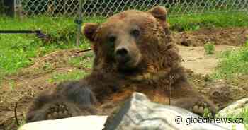 Grizzly bears emerge from hibernation at Saskatoon Forestry Farm Park and Zoo