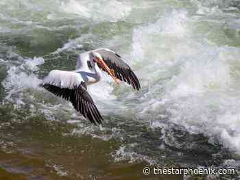 Heralds of spring in Saskatoon: the pelicans have arrived