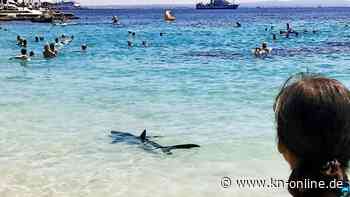 Hai an Badestrand in Mallorca gesichtet