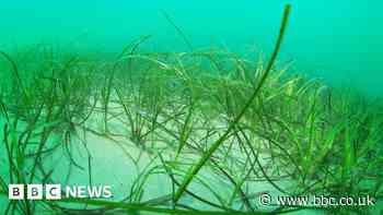 Large seagrass bed discovered in Cornish bay