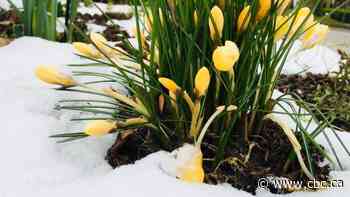 'Significant spring storm' on the way for southern Saskatchewan: Environment Canada