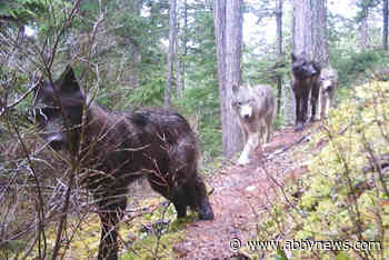 Wolves kill dog just outside Bella Coola home