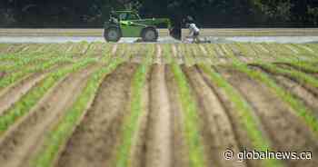 N.B. farmers facing ‘moral dilemma’ when fielding offers from residential developers