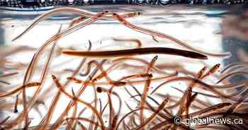 Elver fishing season halted, Maritime fishers say Ottawa not doing enough to protect industry