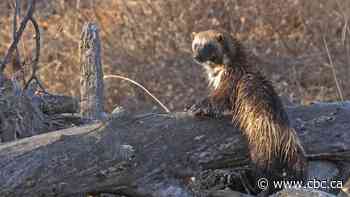 Famously elusive wolverine photographed in south Calgary
