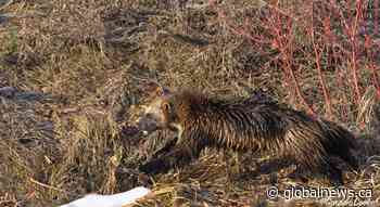 Rare wolverine sighting caught on camera by Calgary photographer