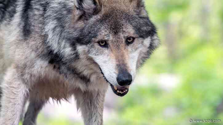 Here's why officials killed a Mexican gray wolf named 'Rusty' in New Mexico
