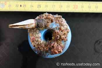Surprise find: Marine animals are thriving in the Great Pacific Garbage Patch