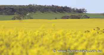 What is happening with canola prices?