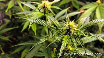 Cannabis Dispensary to Open Outlet Store in Chicago Suburbs