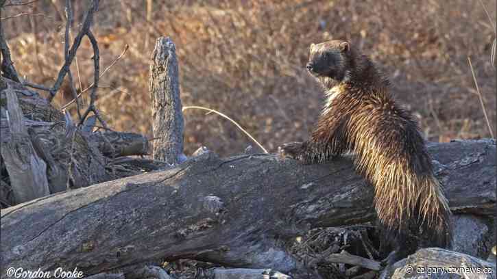 'Extremely rare' wolverine sighting made in south Calgary park