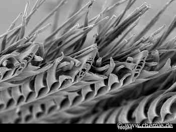 Wie ein afrikanischer Vogel als Inspiration für eine bessere Wasserflasche dienen kann