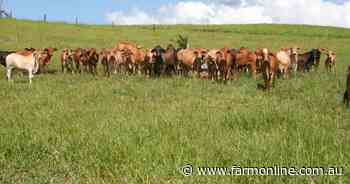 Atherton cattle country remains on the market | Video
