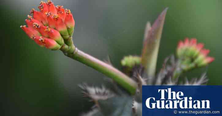 Horticulturalists turn to ‘desert gardens’ at UK flower shows amid climate crisis