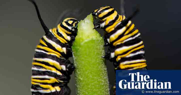 Sleeping beauties: the evolutionary innovations that wait millions of years to come good