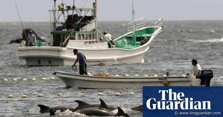 Japan’s ‘toxic’ dolphin meat contains mercury up to 100 times safe level, test shows