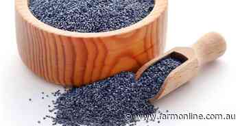 Fresh warnings on poppy seed links to potent drugs