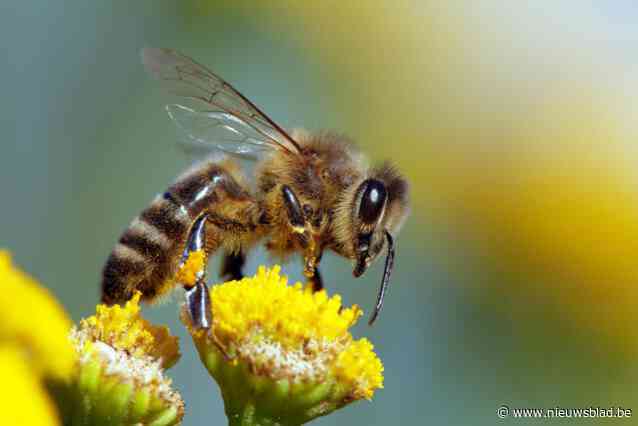 Vlaamse imkers zien massale bijensterfte: “Ik ken een imker die tweehonderd van de driehonderd bijenvolken kwijt is”
