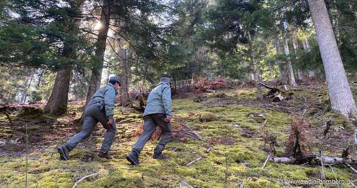 Nach Tod eines Joggers: Bärin aus Norditalien eingefangen