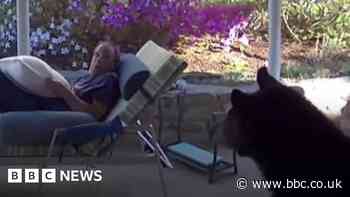 Black bear gets too close to man in his garden in North Carolina