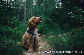 What is Parvovirus? Symptoms for dog owners to look out for