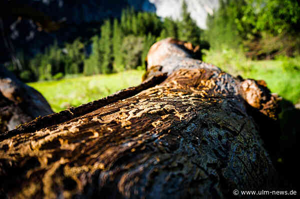 Gefahren durch Borkenkäfer: Waldbesitzer sollen jetzt handeln