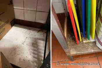 Mouse droppings found at Golden Wheel takeaway during inspection