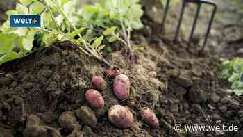Der Niedergang der deutschen Kartoffel