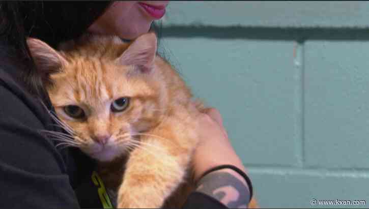 APA! cat shelter getting makeover, needs foster homes for cats