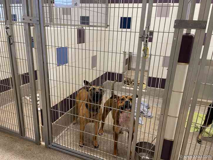 How are animal shelters addressing their overpopulation issues?