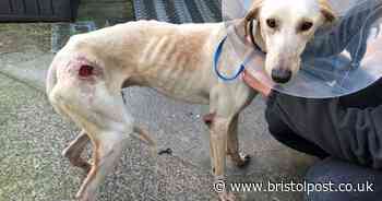 The amazing recovery of abandoned Soldier, Bristol's miracle lurcher