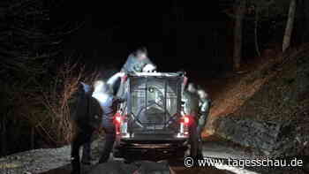 Nach tödlicher Attacke: Was tun mit Italiens "Problembärin"?