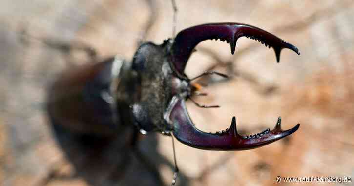 Hirschkäfer vor allem in Franken verbreitet