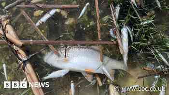 Weymouth: Thousands of fish reportedly poisoned in lake
