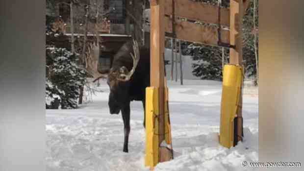 Watch: Skier Relives Terrifying Moose Attack On The Slopes