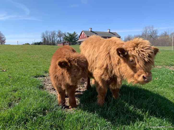Meet the new Highland cows at Salomon Farm Park