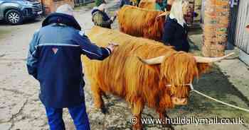 Walk or cuddle highland cows in this sweet experience at a farm in Beverley